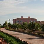 Finca in Santa Margalida - Mit Palmen bepflanzte Zufahrt